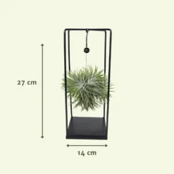 Tillandsia Et Son Support En Cube - H35cm, ø20cm - Plante D'intérieur Tombante 8 Tillandsia Et Son Support En Cube - H35cm, ø20cm - Plante D'intérieur Tombante -Draußen Leben 07dcd3d6b0c49e5f