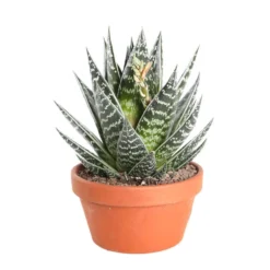 Cactus Et Succulente Mix : Pot D.17cm - H.20cm -Draußen Leben 1024299 006