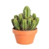 Cactus Et Succulente Mix : Pot D.17cm - H.20cm