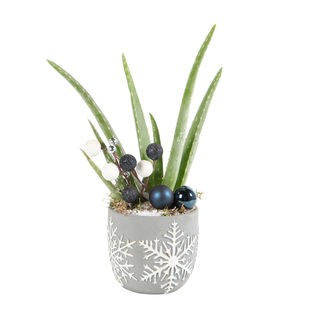 Aloe Vera, Décors Thème Montagne : Pot D.11 Cm - H.35 Cm 2 Aloe Vera, Décors Thème Montagne : Pot D.11 Cm - H.35 Cm – Image 2
