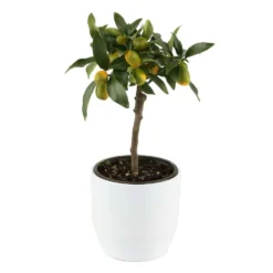 Kumquat Sur 1/4 Tige : Pot 2L -Draußen Leben 1045106 004