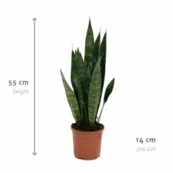 Sansevieria Zeylanica - H55cm, ø14cm - Plante D'intérieur Sans Entretien 8 Sansevieria Zeylanica - H55cm, ø14cm - Plante D'intérieur Sans Entretien -Draußen Leben 14b7b0a41e32bd54