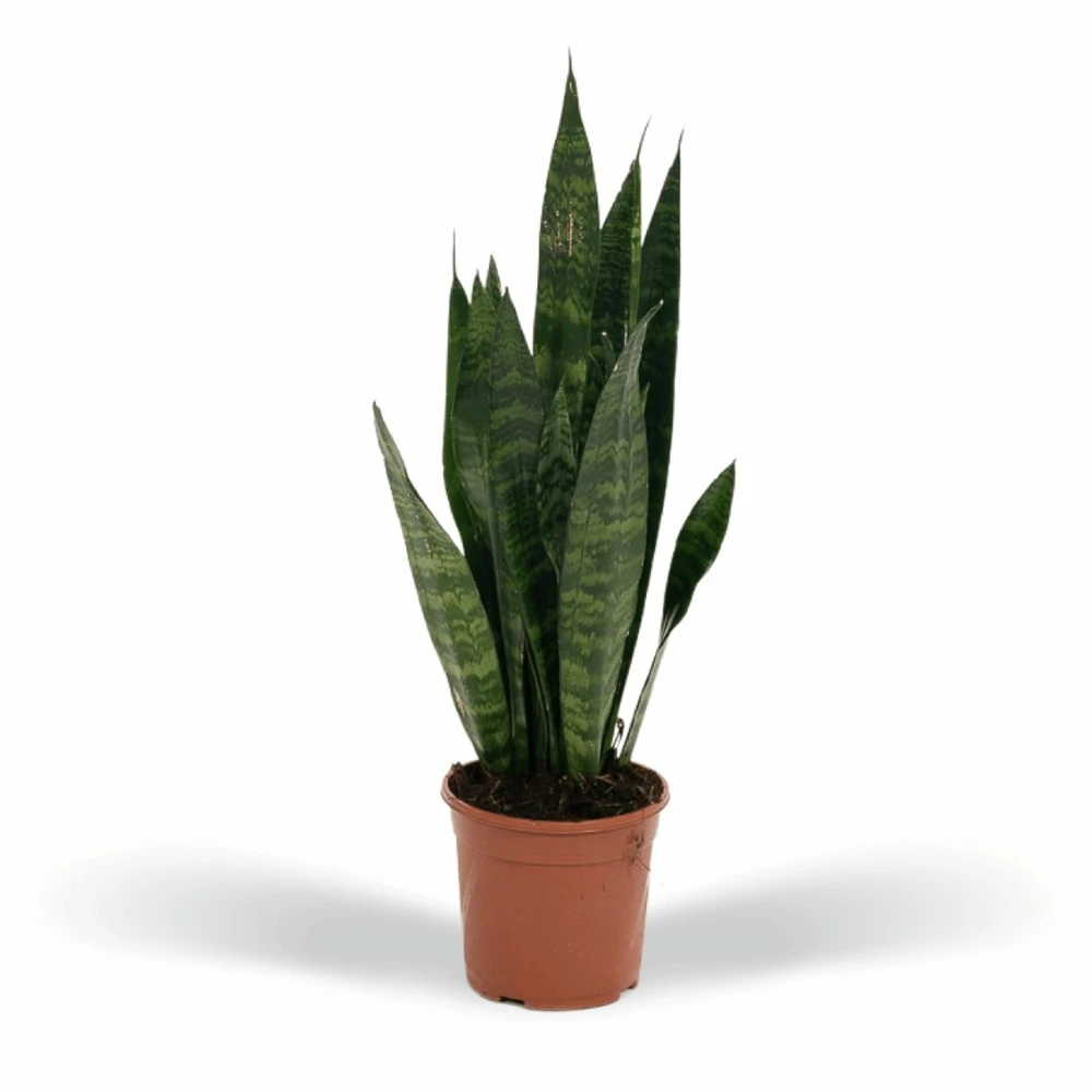 Sansevieria Zeylanica - H55cm, ø14cm - Plante D'intérieur Sans Entretien 1 Sansevieria Zeylanica - H55cm, ø14cm - Plante D'intérieur Sans Entretien