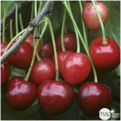 Draußen Leben 28 Cerisier Bigarreau Marmotte : Demi Tige Ctr 15 Litres