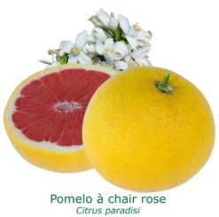 Pomelos A Chair Rose Bio Tailles:pot De 3 Litres, Hauteur 30/40 Cm