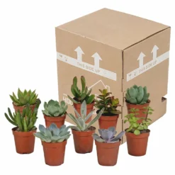 Succulentes, Box De 10 Plantes - H13cm, ø5,5cm - Plantes D'intérieur 7 Succulentes, Box De 10 Plantes - H13cm, ø5,5cm - Plantes D'intérieur -Draußen Leben 34c5cec915ff5cc9