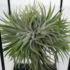 Tillandsia Et Son Support En Cube - H35cm, ø20cm - Plante D'intérieur Tombante 7 Tillandsia Et Son Support En Cube - H35cm, ø20cm - Plante D'intérieur Tombante -Draußen Leben 3a8531a0d40b3602