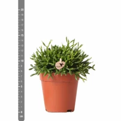 Rhipsalis Baccifera - H15cm, ø9cm - Plante D'intérieur 9 Rhipsalis Baccifera - H15cm, ø9cm - Plante D'intérieur -Draußen Leben 3e1dfaec75687e9f