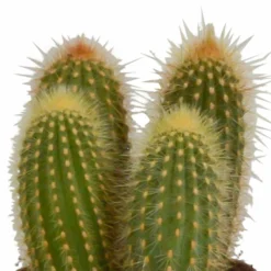 Cactus, Box De 3 Plantes - H15cm, ø10,5cm - Plantes D'intérieur 8 Cactus, Box De 3 Plantes - H15cm, ø10,5cm - Plantes D'intérieur -Draußen Leben 446043fb59ca02cc