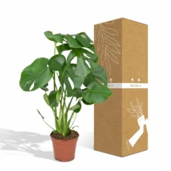 Monstera Deliciosa - H55cm, ø17cm - Plante D'intérieur 9 Monstera Deliciosa - H55cm, ø17cm - Plante D'intérieur -Draußen Leben 4599ee42bbec50b0