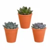Echeveria Et Leurs Caches-pots Terracotta, Box De 3 Plantes - H12cm, ø9,5cm - Plantes D'intérieur
