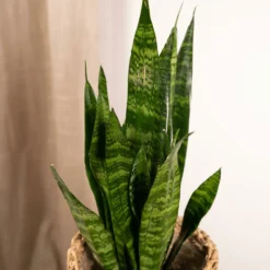 Sansevieria Zeylanica - H55cm, ø14cm - Plante D'intérieur Sans Entretien 7 Sansevieria Zeylanica - H55cm, ø14cm - Plante D'intérieur Sans Entretien -Draußen Leben 4b22abfedd7b3d72