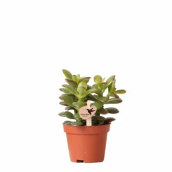 Crassula - H11cm, ø6cm - Plante D'intérieur