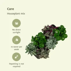 Box 6 Plantes D'intérieur - H20cm, ø12cm - Plantes D'intérieur 9 Box 6 Plantes D'intérieur - H20cm, ø12cm - Plantes D'intérieur -Draußen Leben 57cb3f066d5948c2