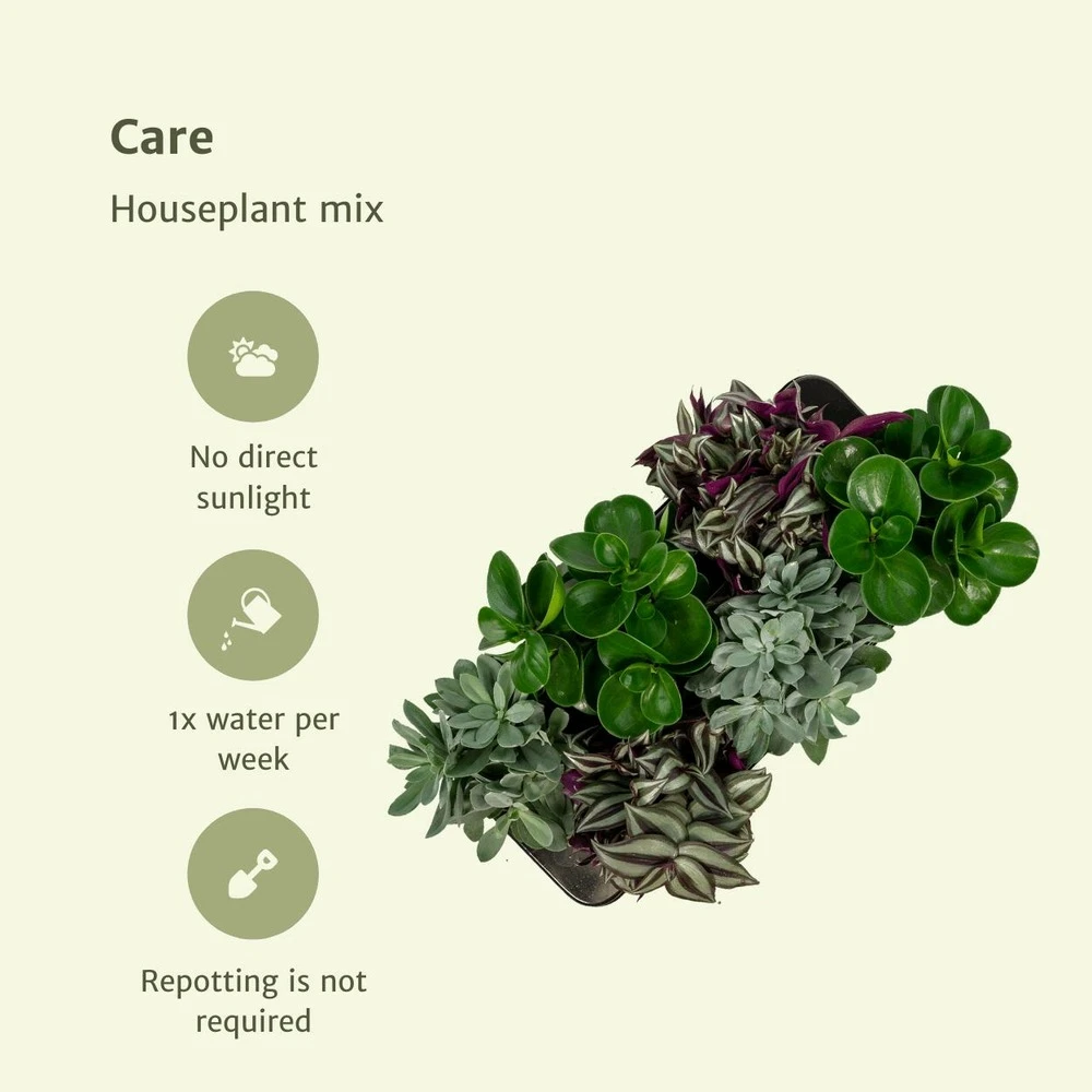 Box 6 Plantes D'intérieur - H20cm, ø12cm - Plantes D'intérieur 5 Box 6 Plantes D'intérieur - H20cm, ø12cm - Plantes D'intérieur – Image 5