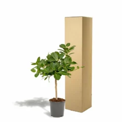 Ficus Benghalensis - H75cm, ø21cm - Grande Plante D'intérieur 7 Ficus Benghalensis - H75cm, ø21cm - Grande Plante D'intérieur -Draußen Leben 5c1e293321750c74