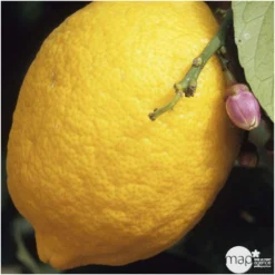 Citronnier "4 Saisons" : H.40/60 Cm - Pot De 5 Litres 5 Citronnier "4 Saisons" : H.40/60 Cm - Pot De 5 Litres -Draußen Leben 619974 001