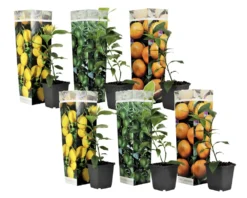 Assorti De 6 Citrus - Pot ⌀9 Cm - H.25-40cm (hauteur Pot Incluse)