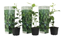 Set De 3 Citrus Lime - Pot ⌀9cm - H.25-40cm (hauteur Pot Incluse)