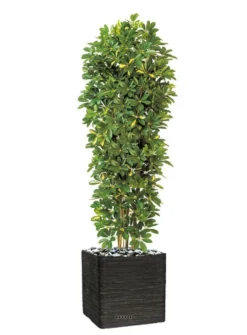 Schefflera Artificiel En Colonne En Pot H 195 Cm Vert-jaune -Draußen Leben 63f608216a0e34.06117186
