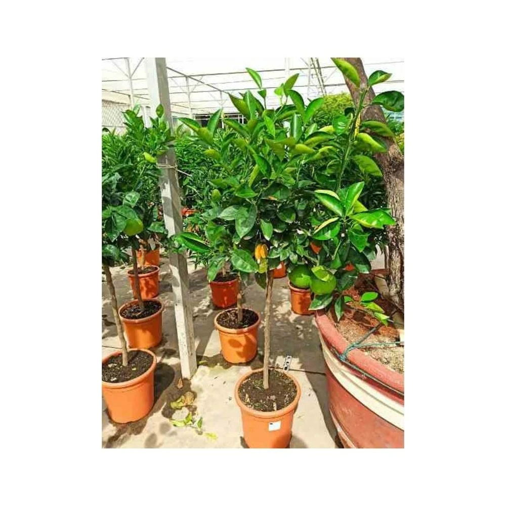 Citrus Sinensis (oranger) Blanc - Taille Pot De 4 Litres - 30/50 Cm 3 Citrus Sinensis (oranger) Blanc - Taille Pot De 4 Litres - 30/50 Cm – Image 3
