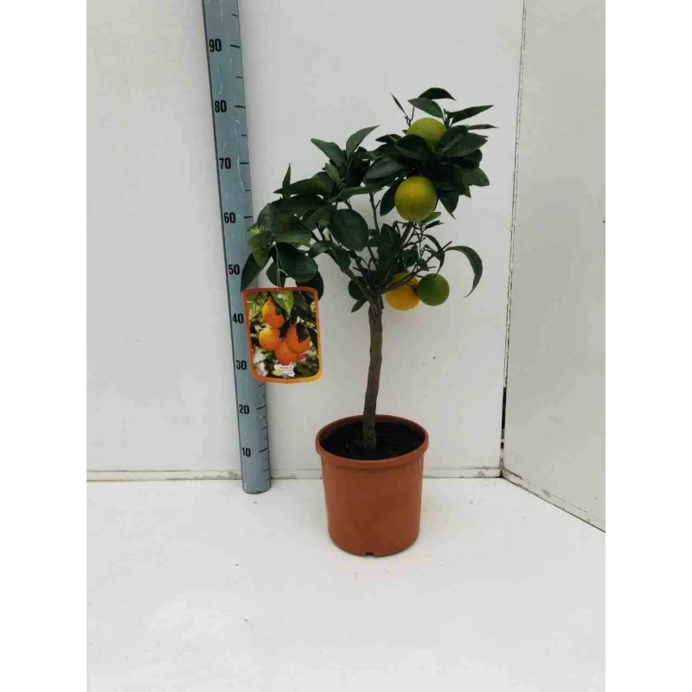 Citrus Sinensis (oranger) Blanc - Taille Pot De 4 Litres - 30/50 Cm 1 Citrus Sinensis (oranger) Blanc - Taille Pot De 4 Litres - 30/50 Cm