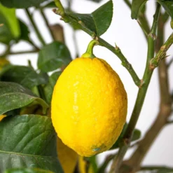 Citrus Limon - Citronnier - Arbre Fruitier - Persistant - ⌀21 Cm - ↕70-80 Cm 8 Citrus Limon - Citronnier - Arbre Fruitier - Persistant - ⌀21 Cm - ↕70-80 Cm -Draußen Leben 640b1fd8f19335.79451771