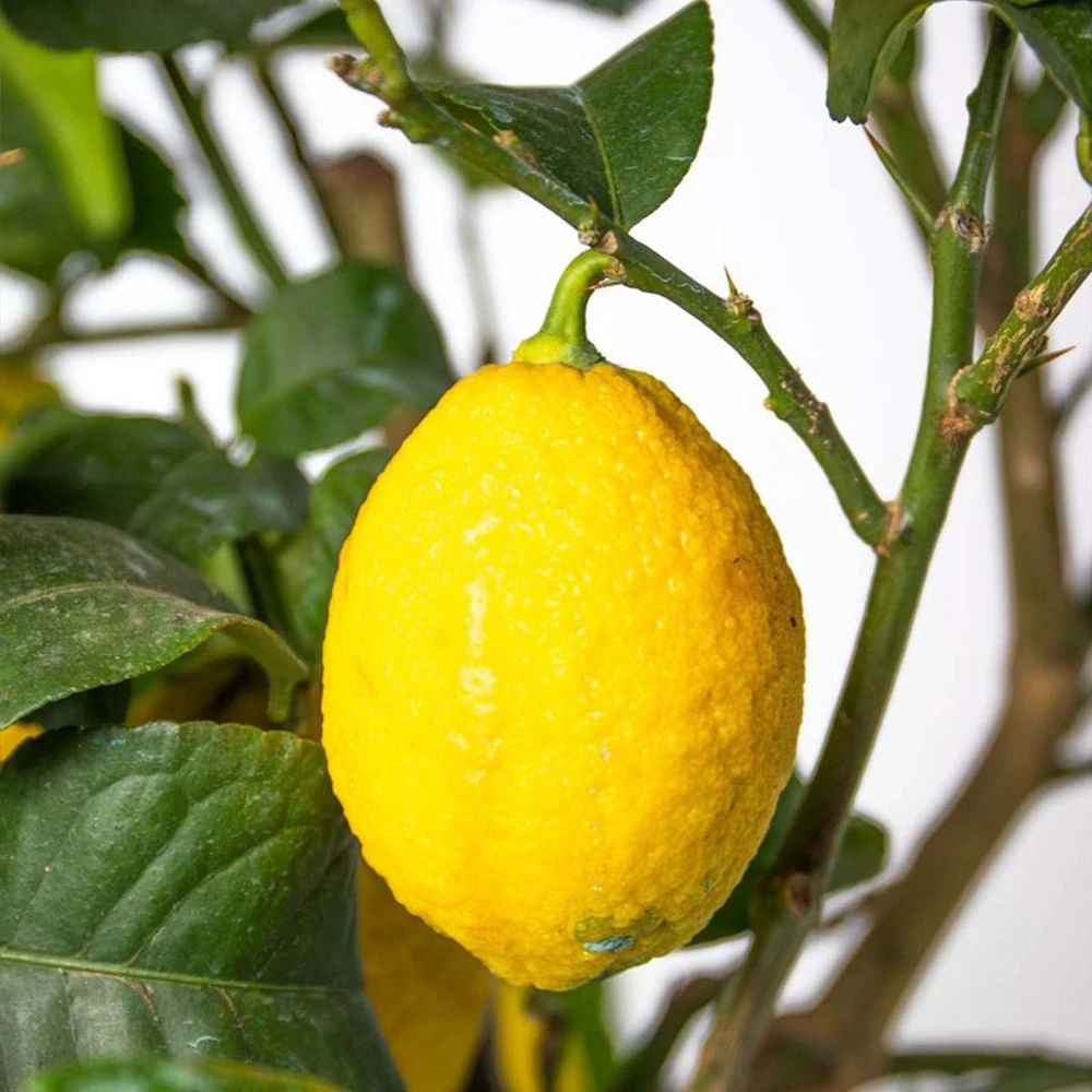 Citrus Limon - Citronnier - Arbre Fruitier - Persistant - ⌀21 Cm - ↕70-80 Cm 4 Citrus Limon - Citronnier - Arbre Fruitier - Persistant - ⌀21 Cm - ↕70-80 Cm – Image 4