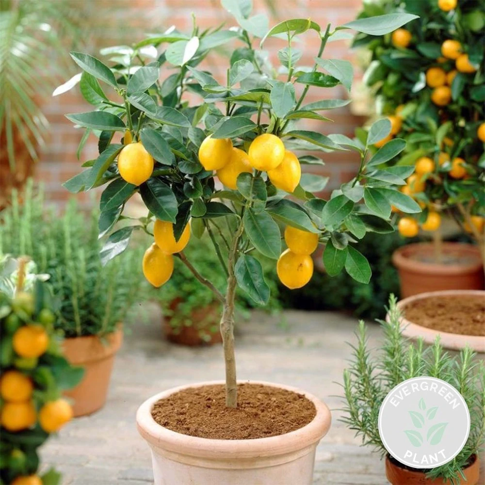 Citrus Limon - Citronnier - Arbre Fruitier - Persistant - ⌀21 Cm - ↕70-80 Cm 2 Citrus Limon - Citronnier - Arbre Fruitier - Persistant - ⌀21 Cm - ↕70-80 Cm – Image 2