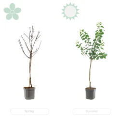 Citrus Limon - Citronnier - Arbre Fruitier - Persistant - ⌀21 Cm - ↕70-80 Cm 9 Citrus Limon - Citronnier - Arbre Fruitier - Persistant - ⌀21 Cm - ↕70-80 Cm -Draußen Leben 640b1fd9040a66.56602172