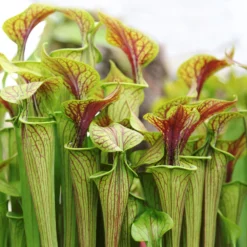 2x Sarracenia 'juthatip Soper' – Plante Carnivore – Entretien Facile ⌀12 Cm – ↕10-20cm 6 2x Sarracenia 'juthatip Soper' – Plante Carnivore – Entretien Facile ⌀12 Cm – ↕10-20cm -Draußen Leben 640b20de0d95e6.50661912