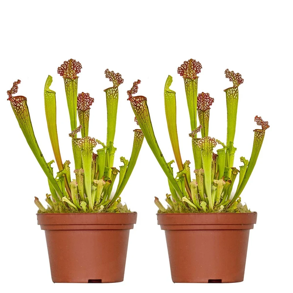 2x Sarracenia 'juthatip Soper' – Plante Carnivore – Entretien Facile ⌀12 Cm – ↕10-20cm 1 2x Sarracenia 'juthatip Soper' – Plante Carnivore – Entretien Facile ⌀12 Cm – ↕10-20cm