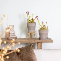 2x Sarracenia 'juthatip Soper' – Plante Carnivore – Entretien Facile ⌀12 Cm – ↕10-20cm 7 2x Sarracenia 'juthatip Soper' – Plante Carnivore – Entretien Facile ⌀12 Cm – ↕10-20cm -Draußen Leben 640b20de202773.22562993