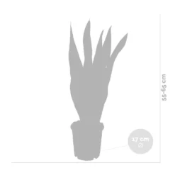 2x Sansevieria 'laurentii' Xl – Langue De Dame – Succulente – Facile à Entretenir – ⌀17cm – ↕55-65 Cm 7 2x Sansevieria 'laurentii' Xl – Langue De Dame – Succulente – Facile à Entretenir – ⌀17cm – ↕55-65 Cm -Draußen Leben 640b787fb1b790.19239259