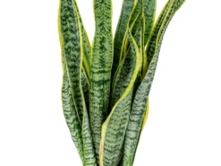2x Sansevieria 'laurentii' Xl – Langue De Dame – Succulente – Facile à Entretenir – ⌀17cm – ↕55-65 Cm 6 2x Sansevieria 'laurentii' Xl – Langue De Dame – Succulente – Facile à Entretenir – ⌀17cm – ↕55-65 Cm -Draußen Leben 640b787fb489e7.70309484