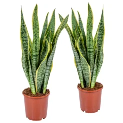 Draußen Leben 49 2x Sansevieria 'laurentii' Xl – Langue De Dame – Succulente – Facile à Entretenir – ⌀17cm – ↕55-65 Cm