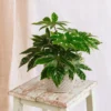 Plante D'intérieur - Fatsia Japonica 22cm