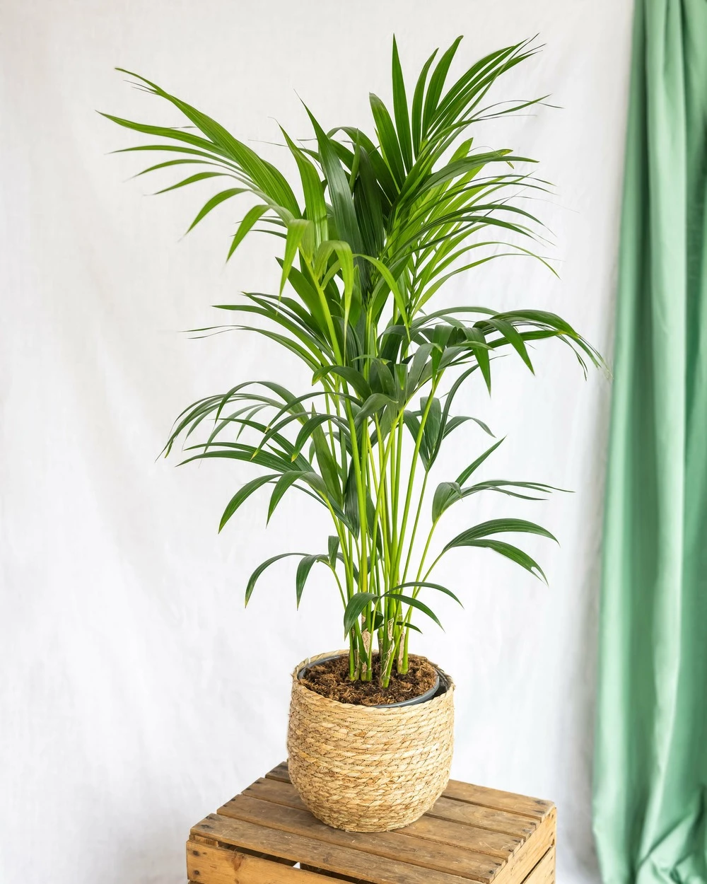 Plante D'intérieur - Kentia Howea Xl 80cm 2 Plante D'intérieur - Kentia Howea Xl 80cm – Image 2