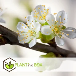 3 Pommes Différentes Sur 1 Arbre - Pot 17 Cm - Hauteur 60-70cm -Draußen Leben 6478b275eb1777.08001142