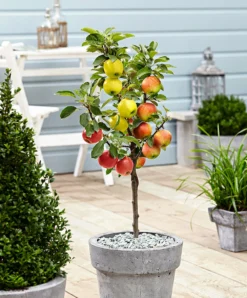 Draußen Leben 55 3 Pommes Différentes Sur 1 Arbre - Pot 17 Cm - Hauteur 60-70cm