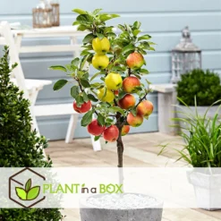 3 Pommes Différentes Sur 1 Arbre - Pot 17 Cm - Hauteur 60-70cm -Draußen Leben 6478b276016da1.99677535