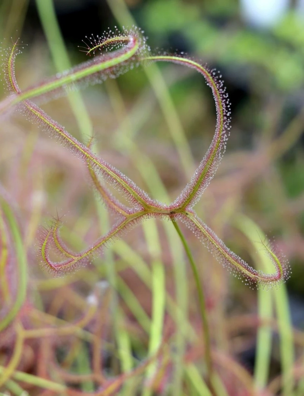 Drosera Binata 'marston Dragon' Caractéristique - Pot 9 Cm 1 Drosera Binata 'marston Dragon' Caractéristique - Pot 9 Cm