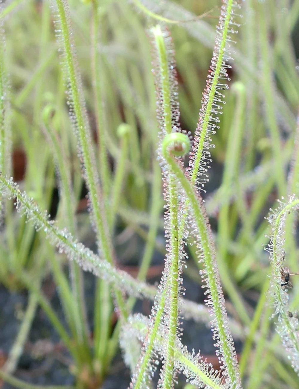 Drosera Filiformis 'florida Giant' Caractéristique - Pot 9 Cm 1 Drosera Filiformis 'florida Giant' Caractéristique - Pot 9 Cm