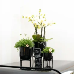 Rhipsalis Baccifera - H15cm, ø9cm - Plante D'intérieur 8 Rhipsalis Baccifera - H15cm, ø9cm - Plante D'intérieur -Draußen Leben 6638490801f056b7