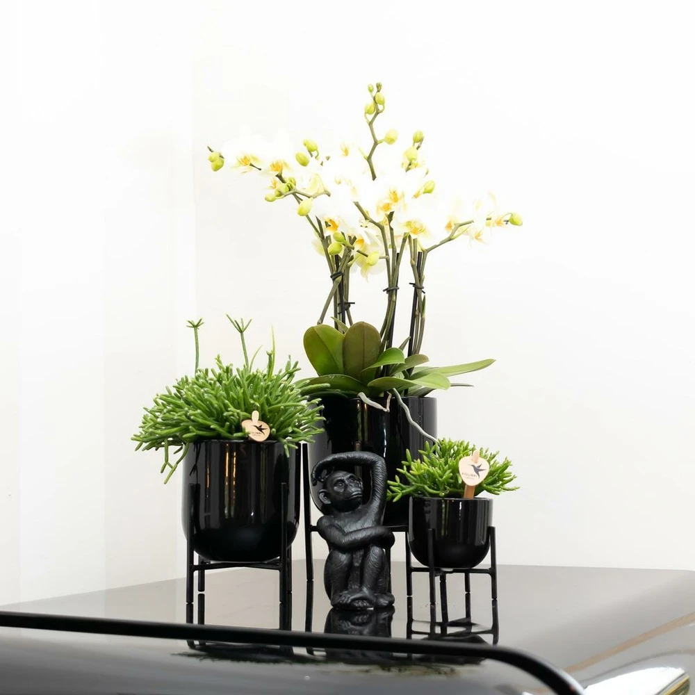 Rhipsalis Baccifera - H15cm, ø9cm - Plante D'intérieur 4 Rhipsalis Baccifera - H15cm, ø9cm - Plante D'intérieur – Image 4