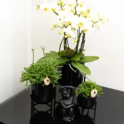 Rhipsalis Baccifera - H15cm, ø9cm - Plante D'intérieur 7 Rhipsalis Baccifera - H15cm, ø9cm - Plante D'intérieur -Draußen Leben 6c20d128ee866f20