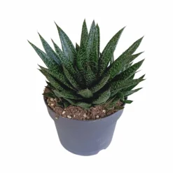 Gasteria - H25, ø17cm - Plantes D'intérieur Facile D'entretien