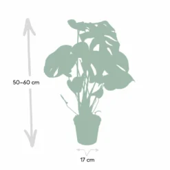 Monstera Deliciosa - H55cm, ø17cm - Plante D'intérieur 8 Monstera Deliciosa - H55cm, ø17cm - Plante D'intérieur -Draußen Leben 862e05acb316ed9e