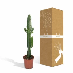 Euphorbia Acrurensis - H50cm, ø17cm - Grande Plante D'intérieur 9 Euphorbia Acrurensis - H50cm, ø17cm - Grande Plante D'intérieur -Draußen Leben 9085af23248e93ea