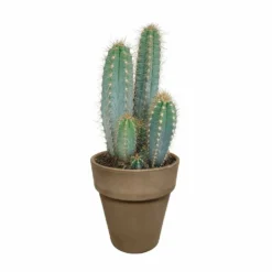 Pilosocereus Azureus Et Son Cache-pot Marron - H40cm, ø17cm - Plante D'intérieur -Draußen Leben 963343ed4487e29a